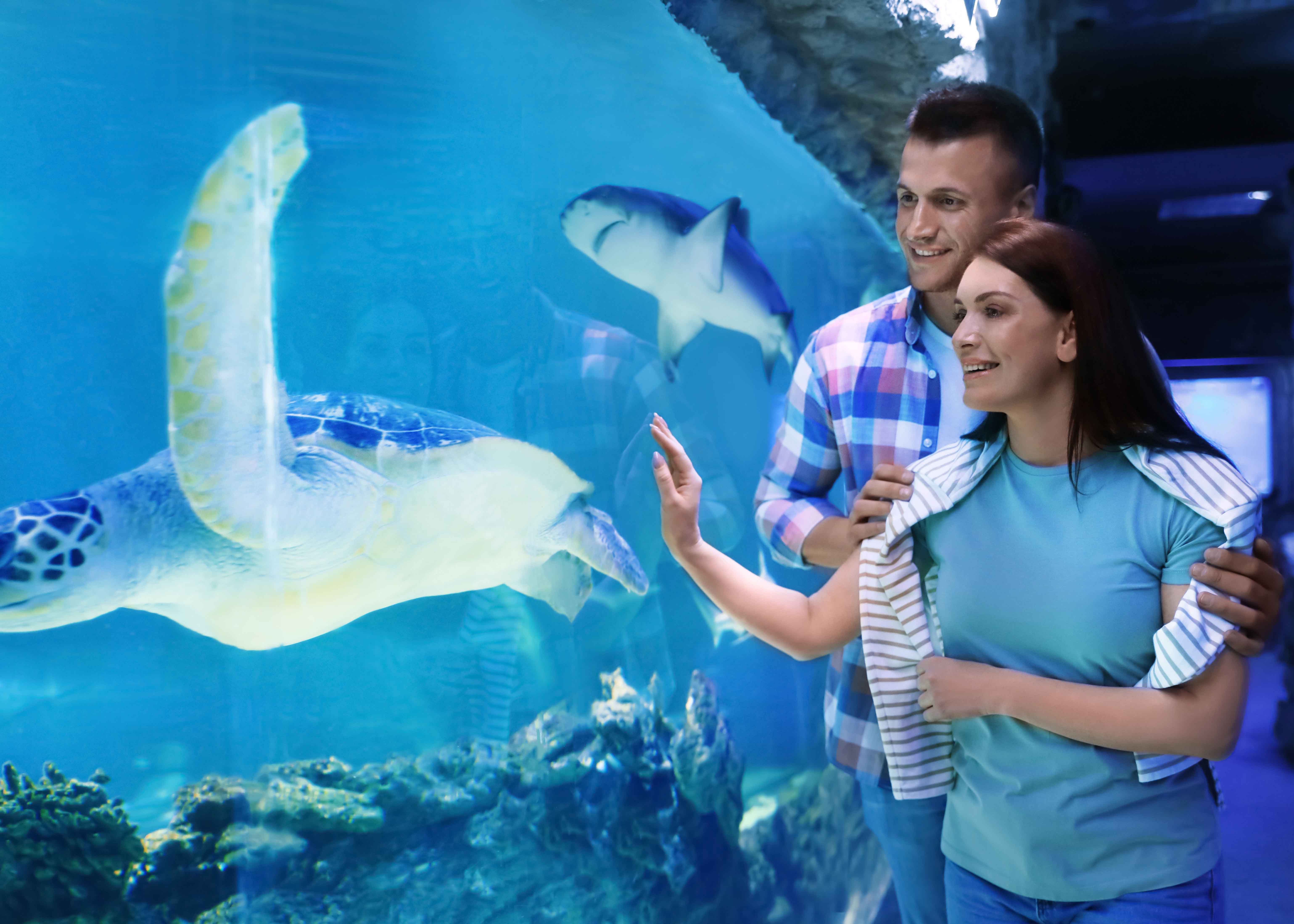 Book Aquarium Tickets 2024 Exclusive Deals & Discounts